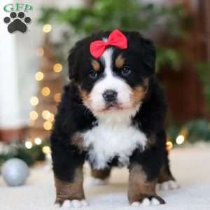 Princess Star, Bernese Mountain Dog Puppy